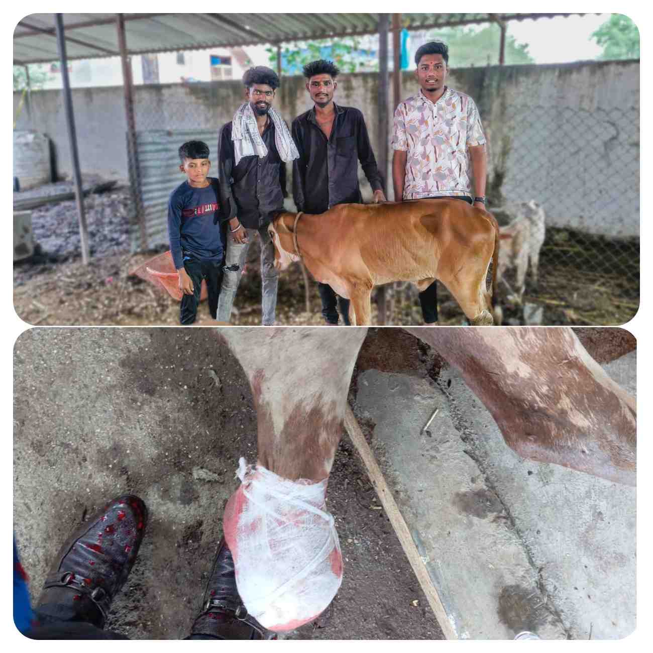 “देव तारी त्याला कोण मारी!” – कचराकुंडीत सापडलेल्या वासराला गोरक्षकांनी दिले जीवनदान