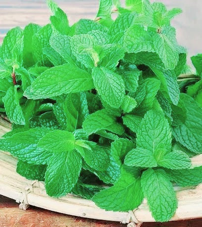 पावसाळ्यात पुदिन्याची पाने बरेच दिवस ताजी ठेवण्यासाठी ‘या’ पाच ट्रिक्सचा करा अवलंब