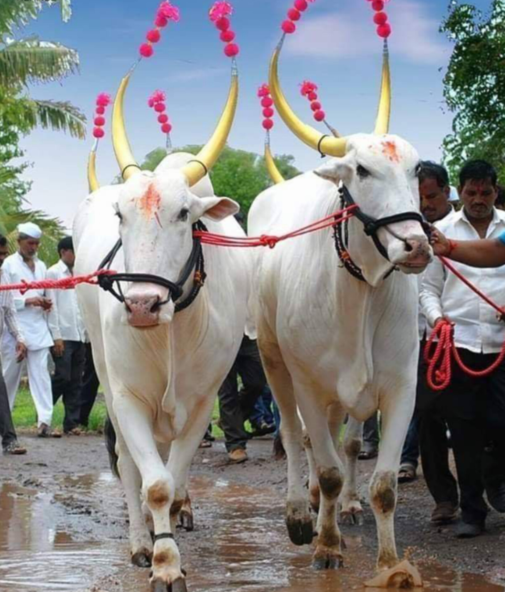 पोळा_श्रमदेवतेची पूजा करूया संकल्प करूया आपल्या शेतातील निसर्गाकडून त्यांना मिळणाऱ्या खाद्यपदार्थाचे जतन करून पर्यावरणाचा समतोल साधूया- डॉ.सुरेंद्रसिंग पाटील